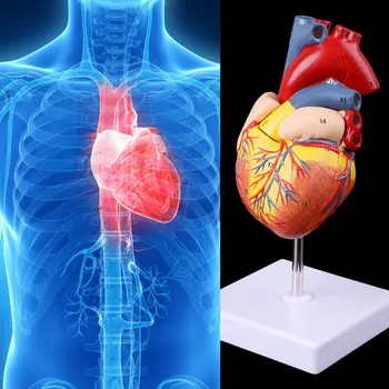 Y1UB Анатомическая модел сърцето на човека в разглобено формата на Анатомический медицински инструмент обучение