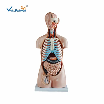 Гореща Разпродажба 85 см Медицинска Анатомическая Модел Органи на Човешкото Тяло от 20 части за Обучение на Студенти