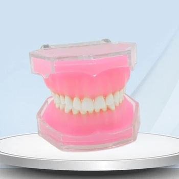 Модел на зъбите G5AA Стоматологичен Typodont, подвижен модел на зъбите за изучаване в училище и болница
